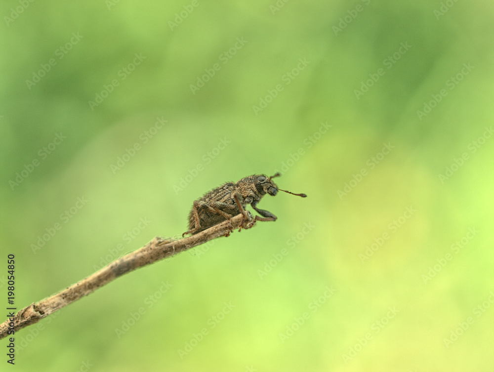 beetle beetle
