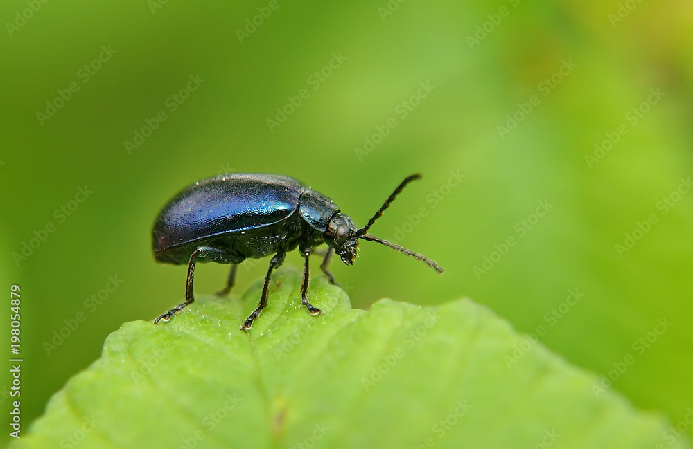beetle beetle