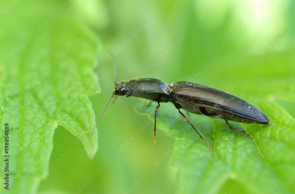 Naklejka premium beetle