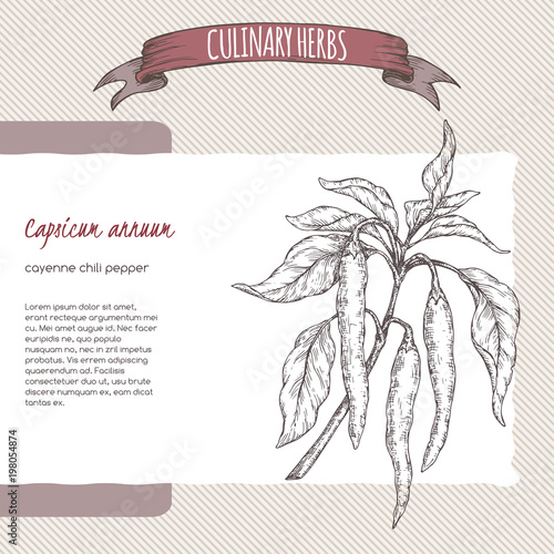 Cayenne pepper aka hot chili, Capsicum annuum hand drawn sketch.