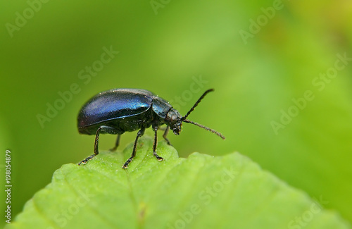 beetle © Marzena