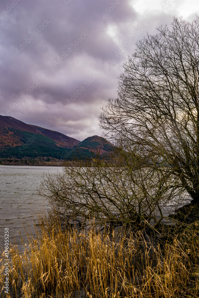 Fototapeta premium Cloudy lakeside shot with winter trees on the shorefront. 