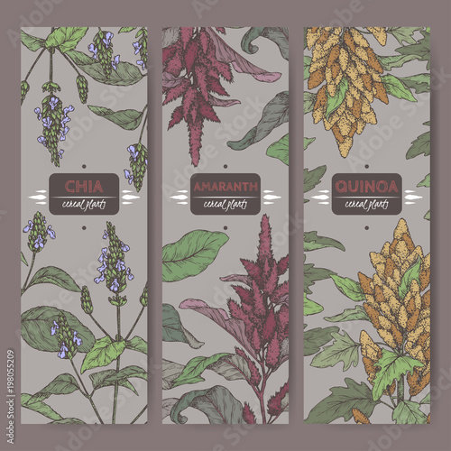 Set of three labels with amaranth, quinoa and chia color sketch. Cereal plants collection.