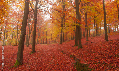red forest