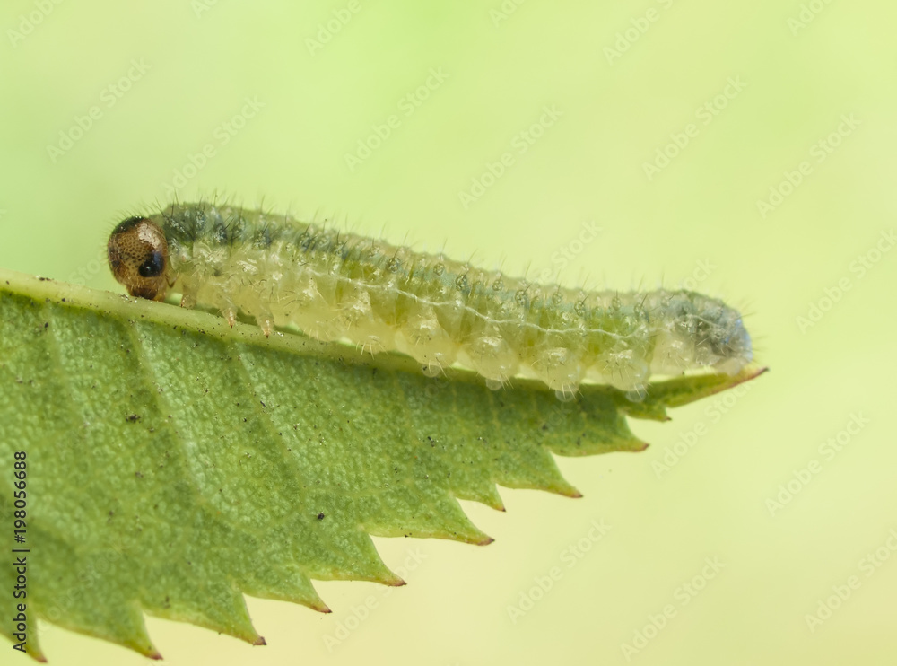 caterpillar