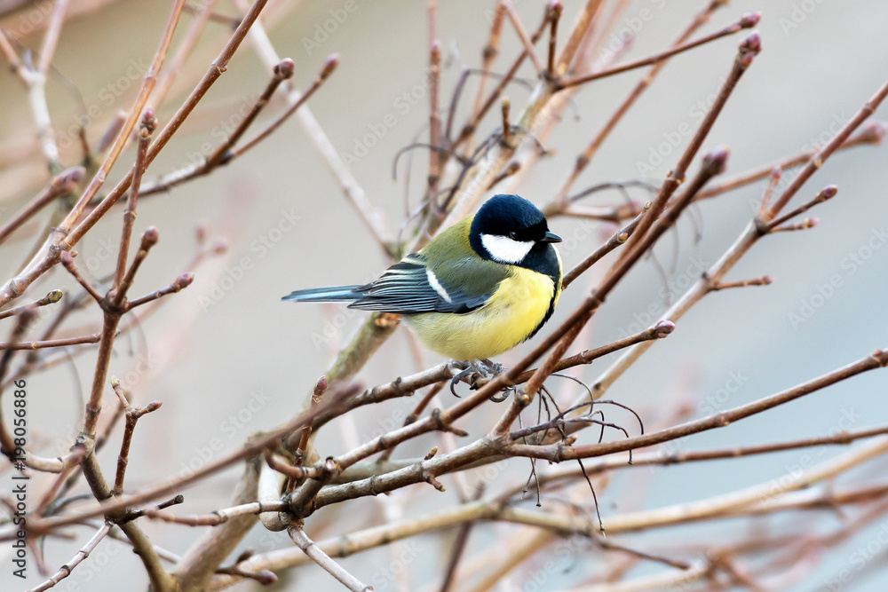Obraz premium Kohlmeise (Parus major)