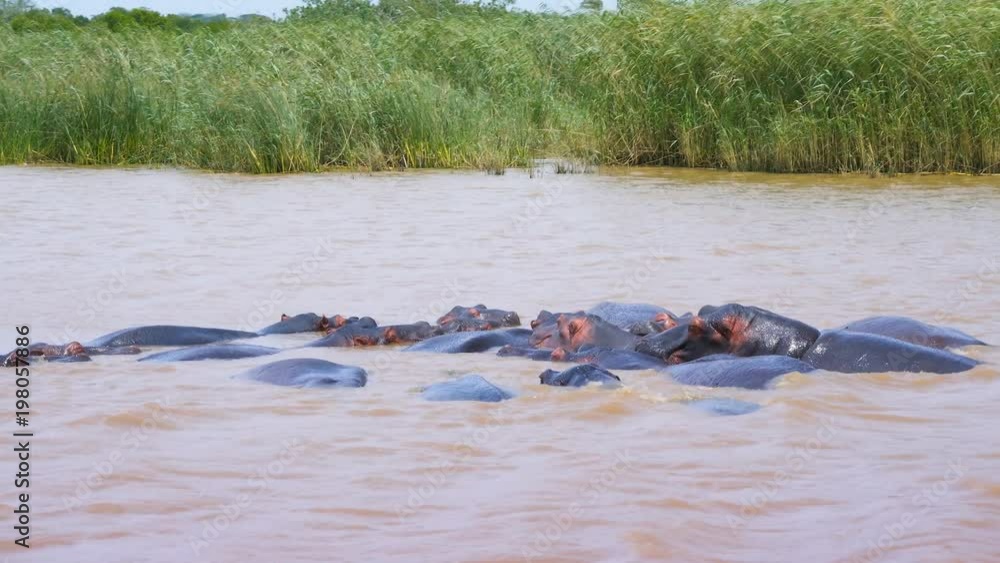 Family of hippos grouped together in muddy water smooth pan shot Family of hippos grouped together in muddy water smooth pan shot