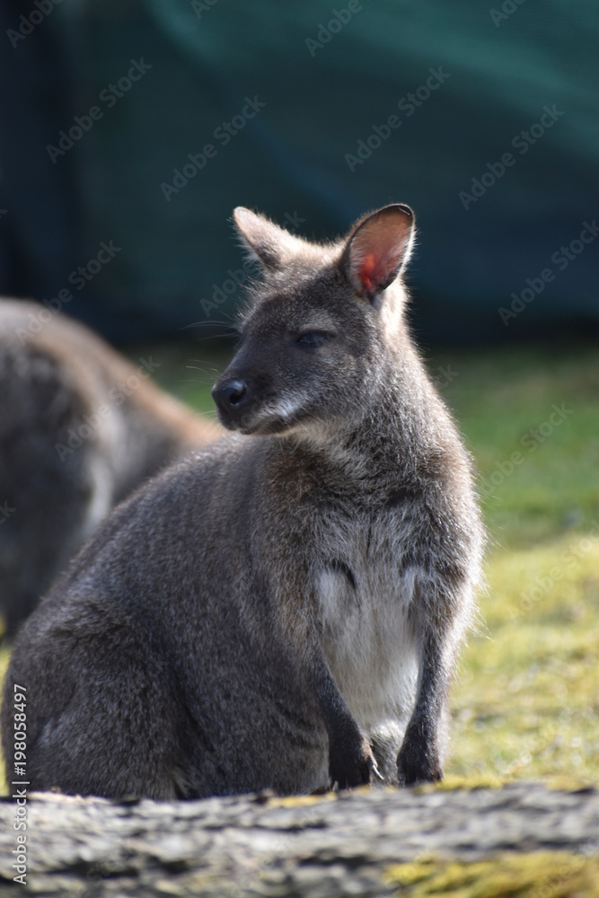 Closeup of a cute brown Kangaroo sitting on a green meadow