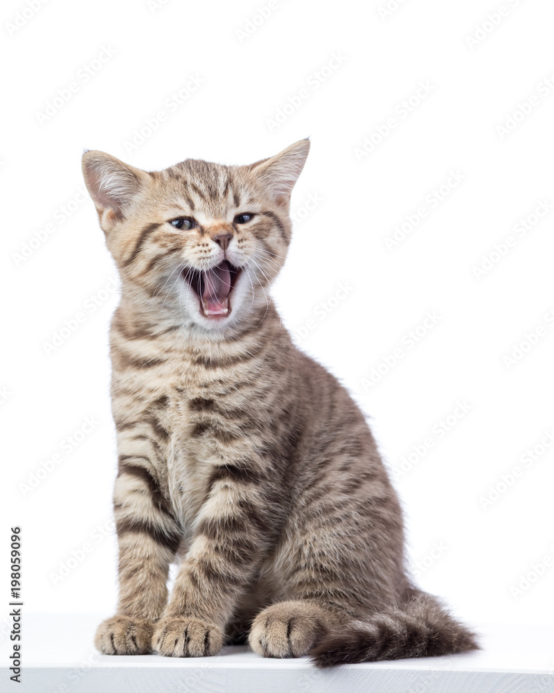 Fototapeta premium Yawning small cat kitten isolated on white background