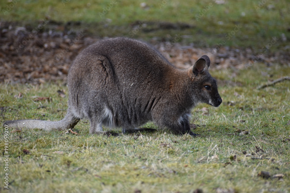 Naklejka premium Closeup of a cute brown Kangaroo sitting on a green meadow