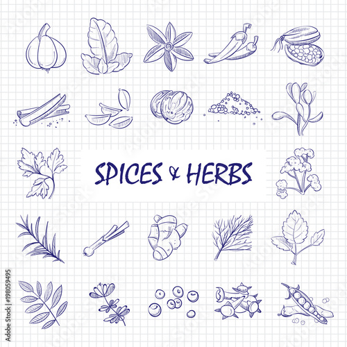Hand drawn spices and herbs big set on notebook page