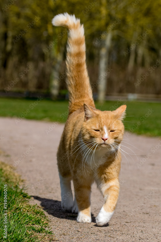 Friendly ginger tom cat walking with a raised tail Friendly ginger tom cat walking with a raised tail