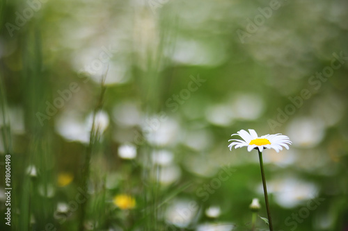 Fototapeta Naklejka Na Ścianę i Meble -  green field with daisies
