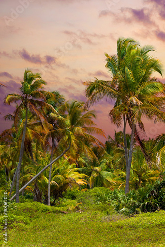 The tropical forest  palm trees on the beach background of palm trees.
