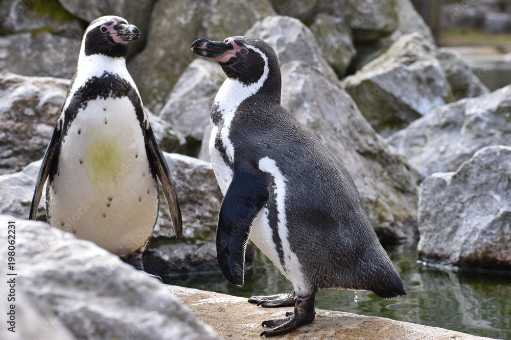 Naklejka premium Two penguins are standing together on a shore of a lake