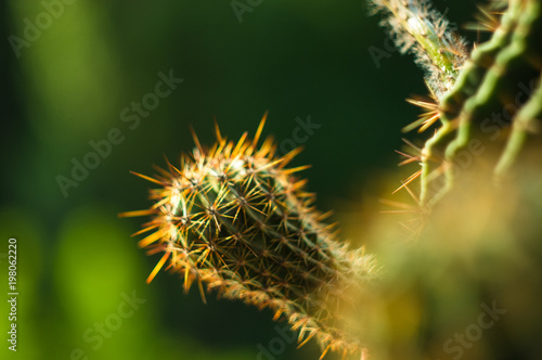 Cactus echinopsis tubiflora