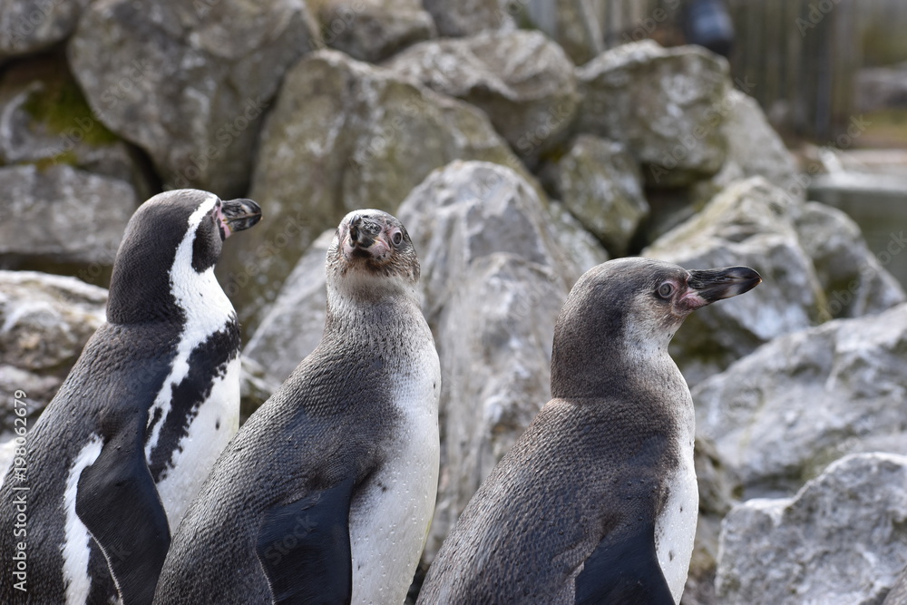 Naklejka premium Three penguins are standing together on a shore of a lake