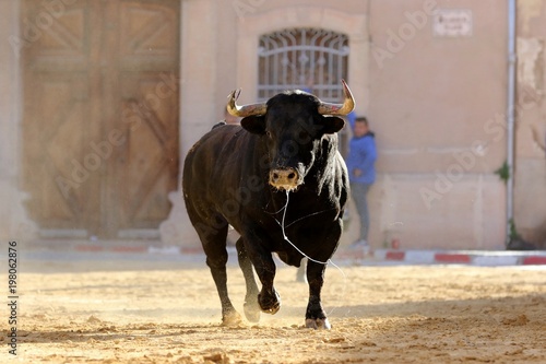 bull in spanish