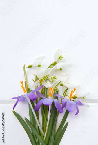 Spring snowdrop and purple crocus .