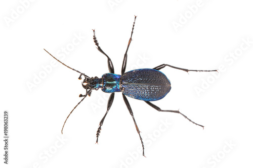 Εκτύπωση καμβά Ground beetle (Carabus intricatus) on a white background