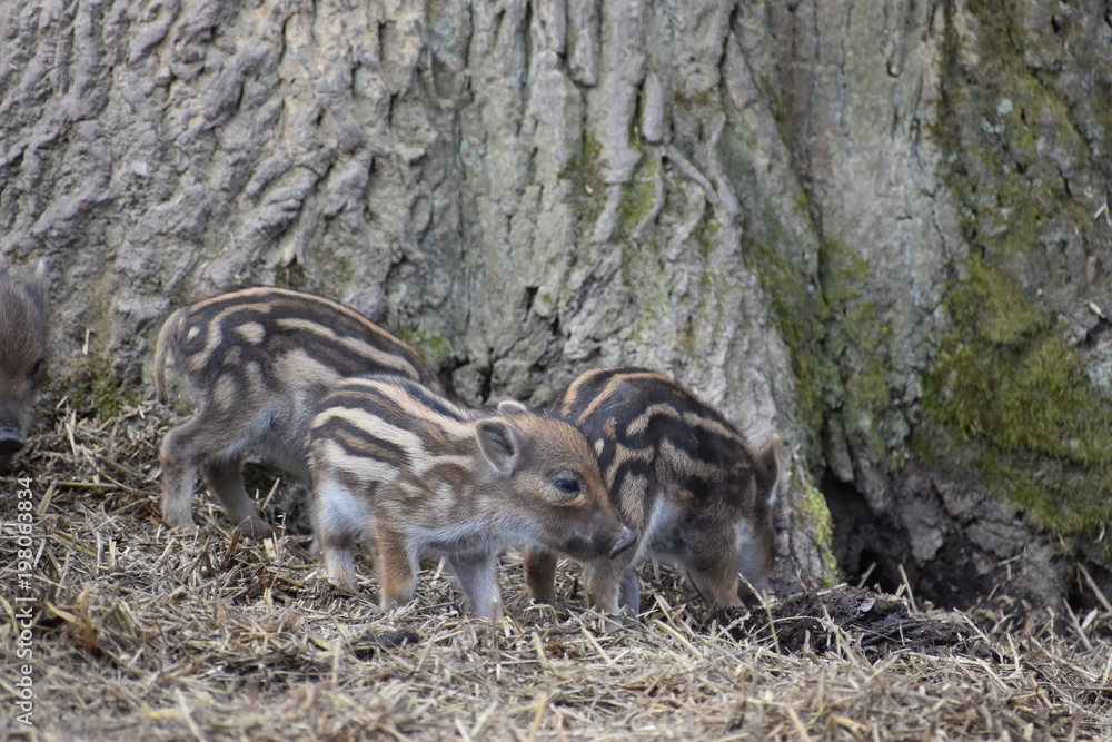 Closeup of cute striped young wild brown boars in a forest in Germany Closeup of cute striped young wild brown boars in a forest in Germany