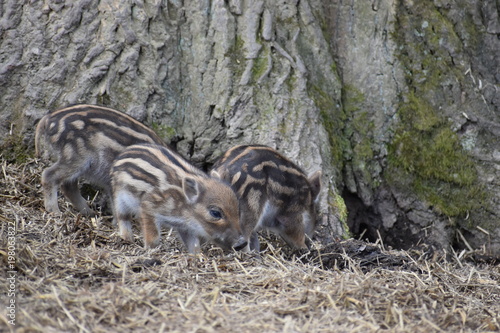 Closeup of cute striped young wild brown boars in a forest in Germany