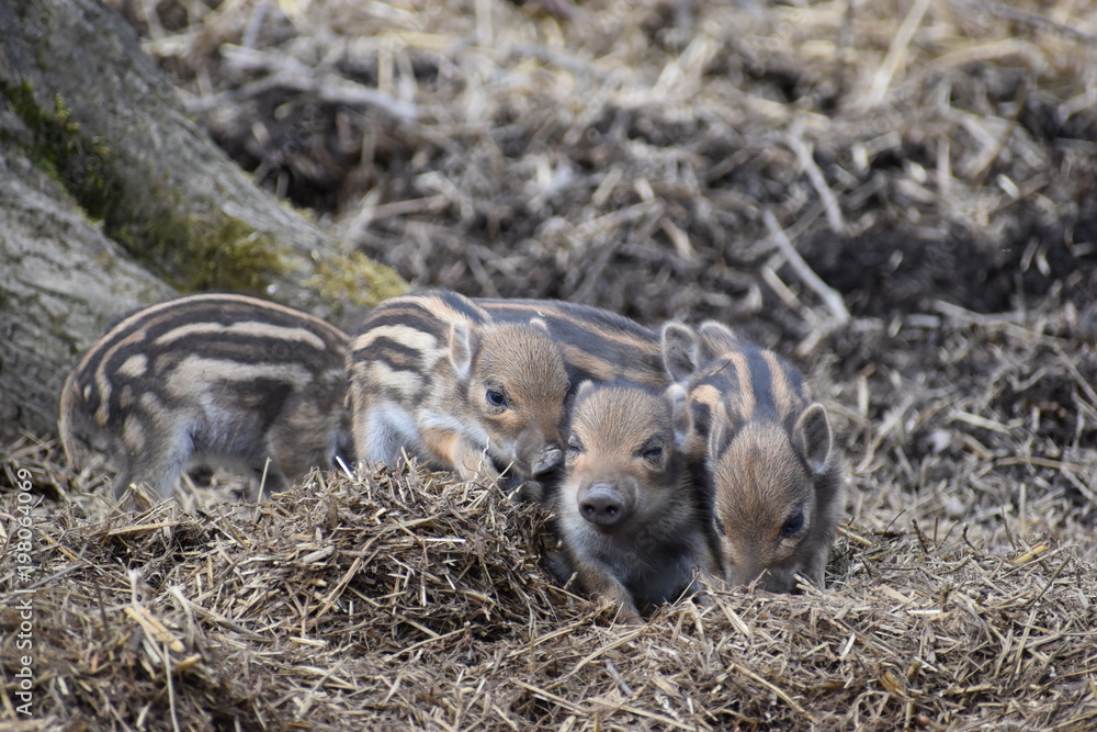 Closeup of cute striped young wild brown boars in a forest in Germany Closeup of cute striped young wild brown boars in a forest in Germany