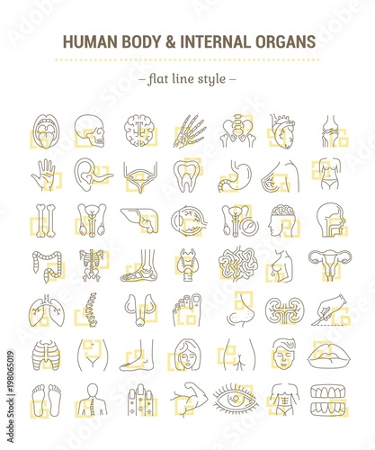 Vector graphic set. Icons in flat, contour, thin, minimal and linear design. Study and structure of person internal organs and a body part. Concept illustration for Web site. Sign, symbol, element.