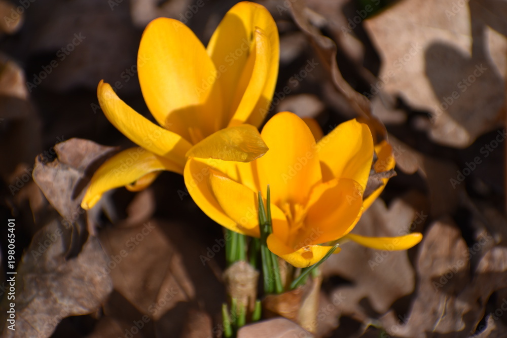Closeup of a an orange crocus in spring in a forest in Kassel, Germany Closeup of a an orange crocus in spring in a forest in Kassel, Germany