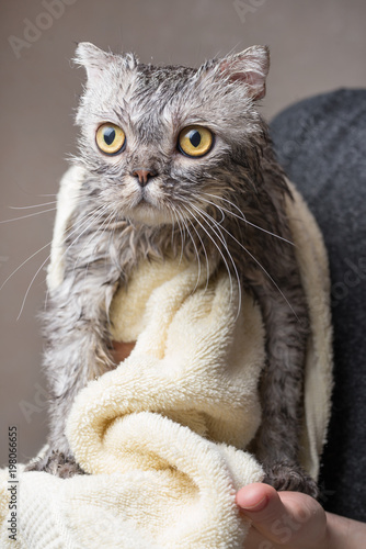 Fototapeta Naklejka Na Ścianę i Meble -  Wiping the cat with a towel, after bathing.