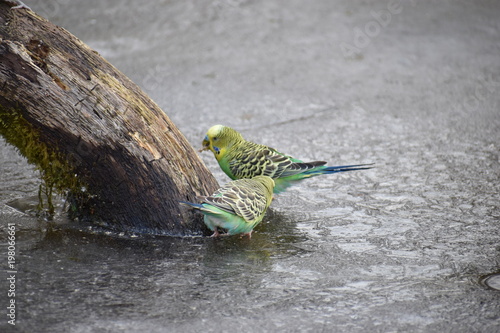 Closeup of two colorful budgies on a frozen lake in a park in Kassel  Germany