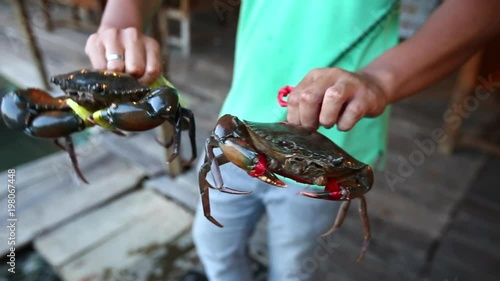 The big black crab bound with rope. It is ready to be sold to make seafood. Black crab is a popular animal to make seafood.