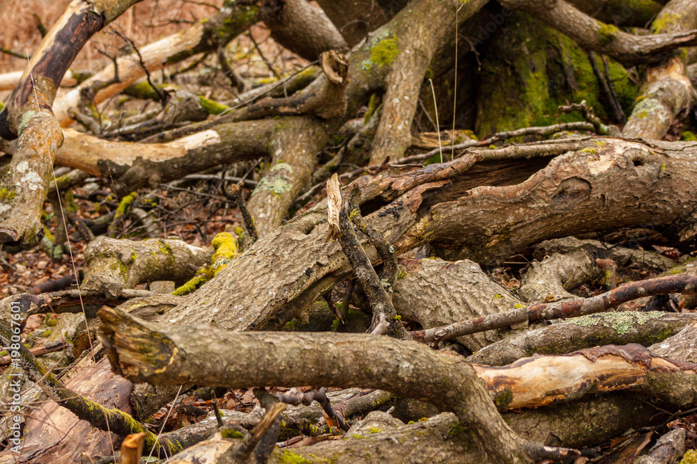 fallen branches