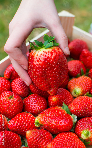 Big organic strawberries.