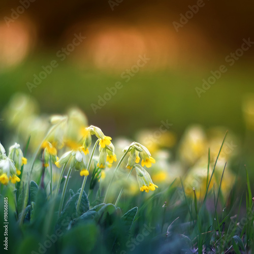 beautiful early fresh yellow flowers primrose grow on spring green meadow in bright sunset
