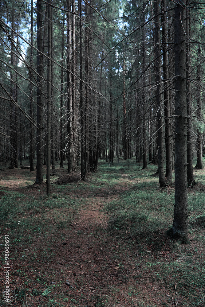 Pine forest. Depths of a forest. Journey through forest paths. T Pine forest. Depths of a forest. Journey through forest paths. T