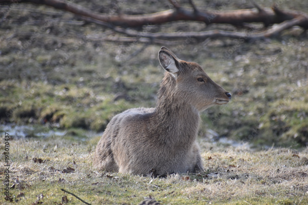 Fototapeta premium Beautiful roe deer is lying on a green meadow in Kassel, Germanyy