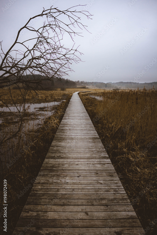 Obraz premium The walk