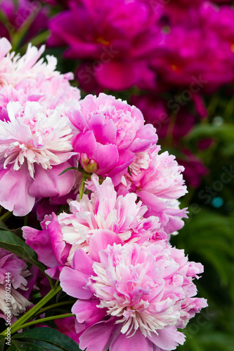 beautiful flowers in a summer garden