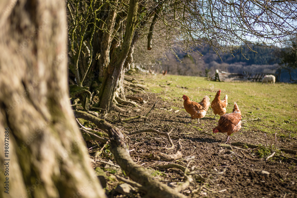 Fototapeta premium Free range chickens roaming the fields on a farm in Wales