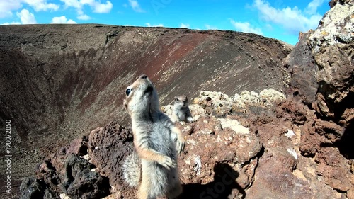 Wallpaper Mural Atlashörnchen, Atlantoxerus getulus, Hörnchen, Felltier, Wildtier, Fuerteventura, Insel, Spanien, 4K Torontodigital.ca