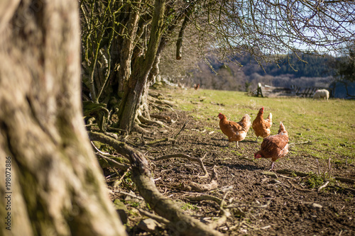 Free range chickens roaming the fields on a farm in Wales