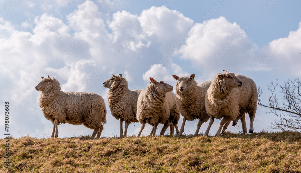 sheeps in action as danger is seen