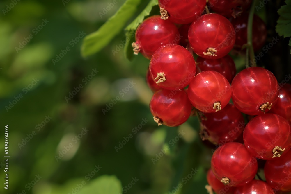 Gardening, cultivation, agriculture and care of vegetables and fruit concept: first young red currants on the bushes in the garden.