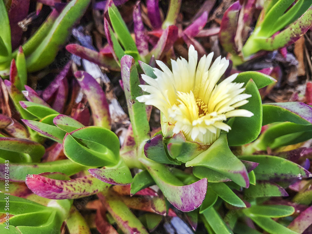 Hottentot-fig, highway ice plant or pigface Hottentot-fig, highway ice plant or pigface