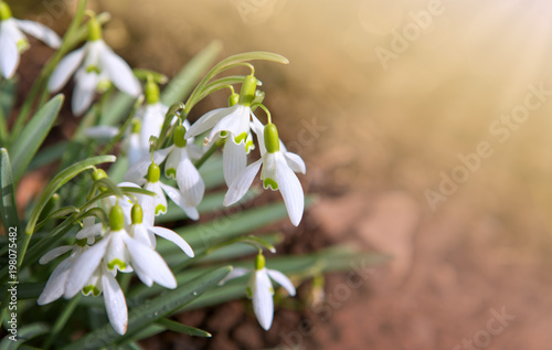 Fototapeta Naklejka Na Ścianę i Meble -  Snowdrop flowers and sunshine.