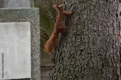 sciurine red squirrel climbs and jumping on the trees  © Pavol Klimek