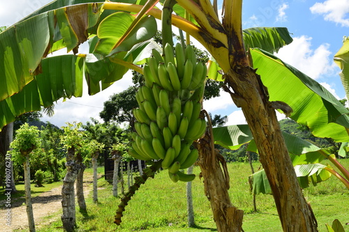Banana tree with green bananas in the garden