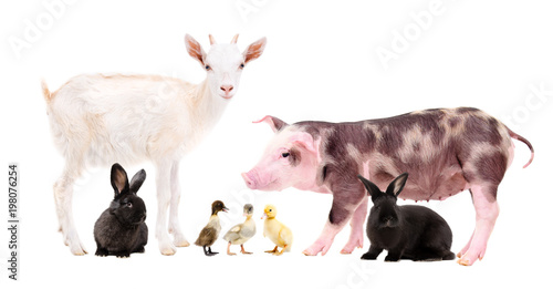 Farm animals standing together isolated on white background