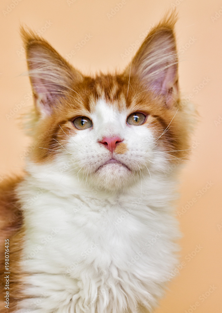 red Maine Coon kitten on a beige background